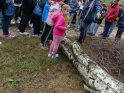 the forest and the ecosystem